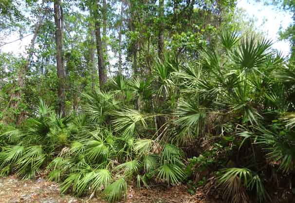 Photo of the grounds at the Rotomation company factory showing beautiful natural Florida vegetation and greenery